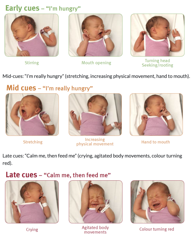 Images a babies showing hunger cues.