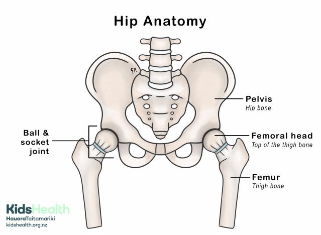 An illustration showing the anatomy of the hips, including the pelvis, femoral head, femur, and the ball and socket joints on both sides.