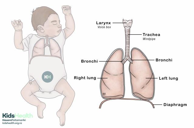 Illustration of a baby showing the anatomy of the lungs and airway at birth