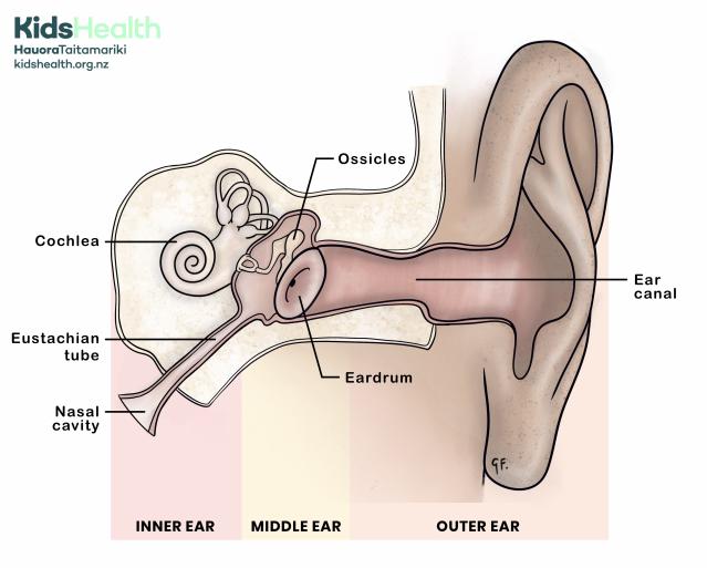 An illustration showing the anatomy of the ear including the inner, middle and outer ear. 