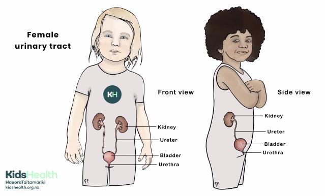 Illustration showing front and side view of the female urinary tract