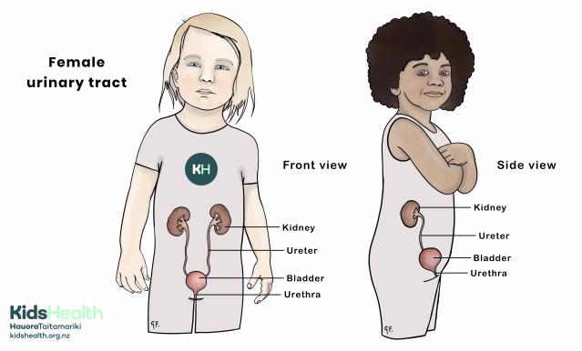 Illustration showing front and side view of the female urinary tract