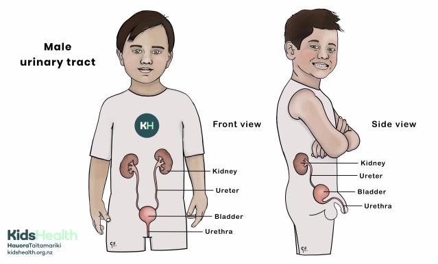 Illustration showing front and side view of the male urinary tract