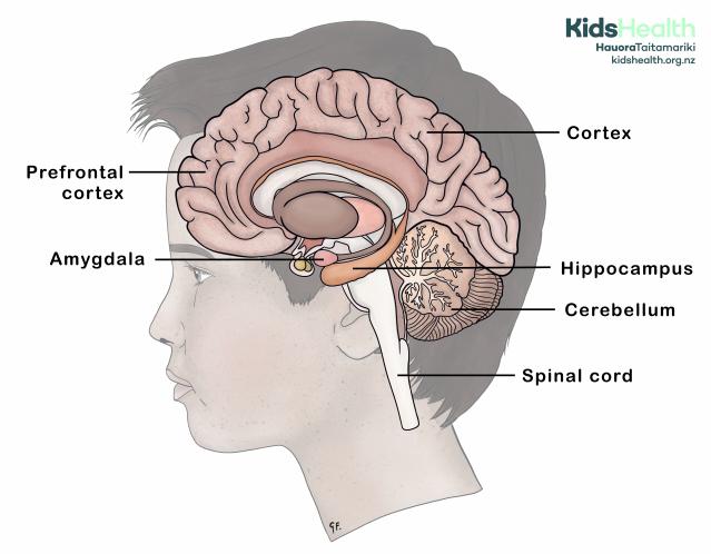 A side view of a young person’s head showing a cross-section of the brain with key areas labelled, including the prefrontal cortex, amygdala, hippocampus, cortex, cerebellum, and spinal cord.