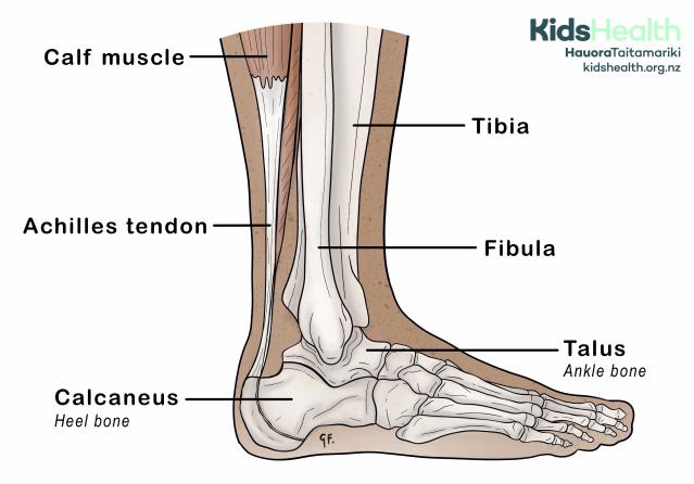 Illustration of the lower leg and ankle with bones, muscles, and tendons labelled.
