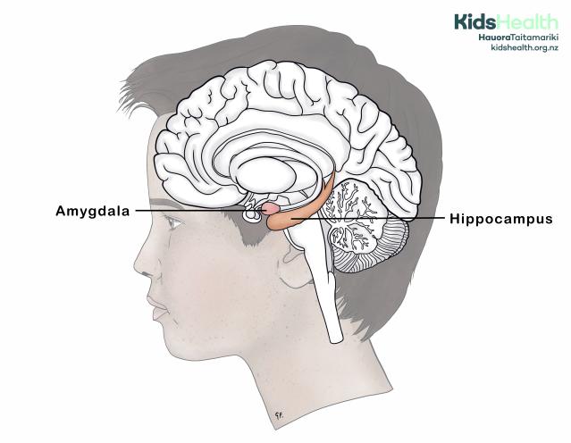 An illustration of the side view of a young person’s head showing the brain in cross-section, with the amygdala and hippocampus highlighted and labelled.