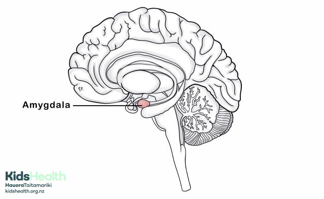 A side view of the brain showing the amygdala, a small area deep inside the brain, highlighted in pink.