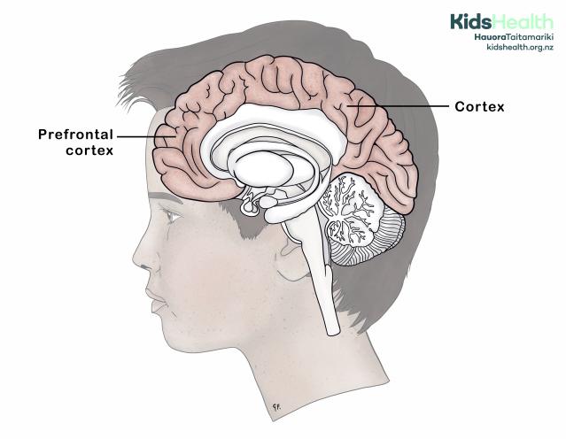 An illustration of the side view of a young person’s head showing the brain in cross-section with the cortex and prefrontal cortex highlighted and labelled.