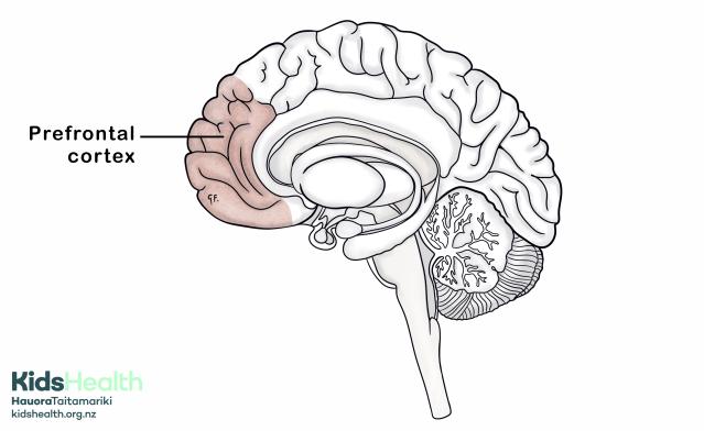 A side view of the brain showing the prefrontal cortex, the front part of the brain, shaded in pink.