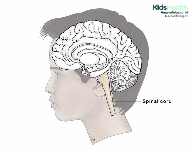 A side view of a young person’s head showing the brain in cross-section with the spinal cord highlighted and labelled.
