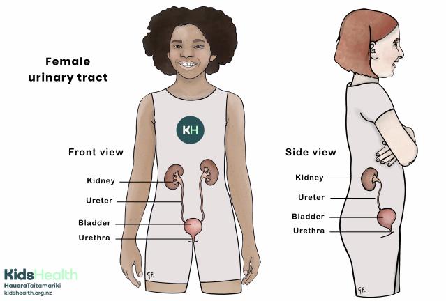 Illustration of the female urinary tract shown in front and side views, with the kidneys, ureters, bladder, and urethra labelled.