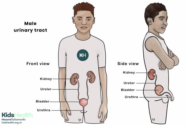 Illustration of the male urinary tract shown in front and side views, with the kidneys, ureters, bladder, and urethra labelled.