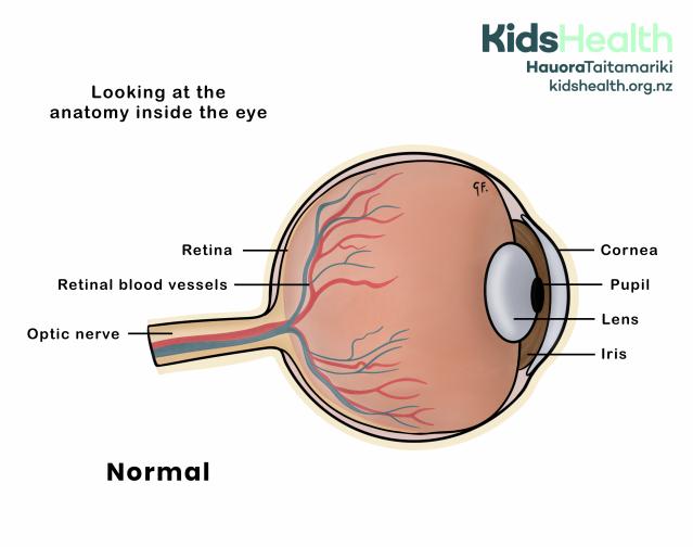 An illustration showing normal eye anatomy