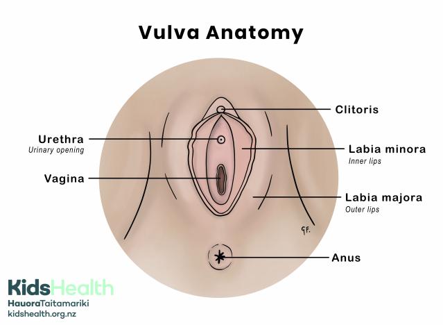 Medical anatomical illustration of the vulva showing the clitoris, labia minora, labia majora, urethra, vagina, and anus, with each part clearly labelled.