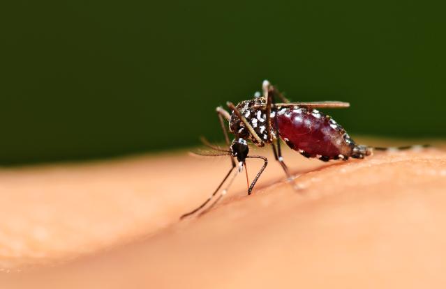 A photo of the Aedes mosquito which causes dengue fever - it's on someone