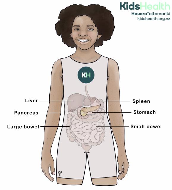 An illustration of a child with a transparent view showing the position of organs in the digestive system, including the liver, spleen, stomach, pancreas, large bowel, and small bowel.