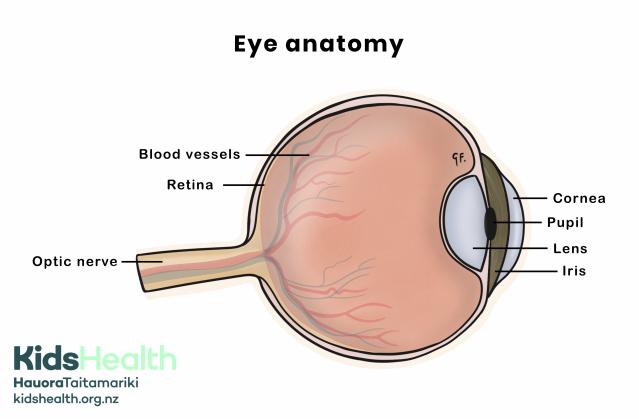A labelled diagram of the eye shows major structures including the cornea, pupil, iris, lens, retina, blood vessels, and optic nerve.