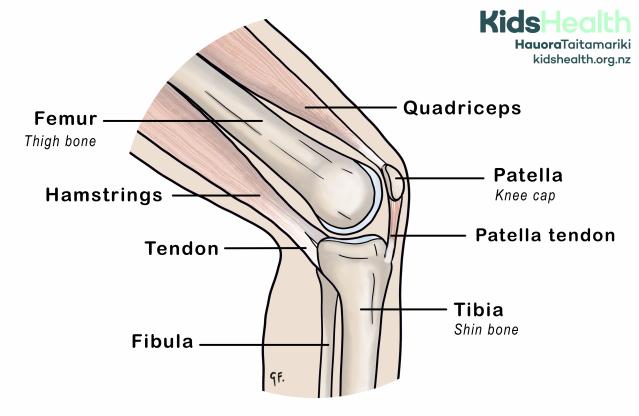 An illustration of the knee anatomy showing the bones, muscles and tendons around the joint, including the femur, tibia, fibula, quadriceps, hamstrings, patella and patella tendon.