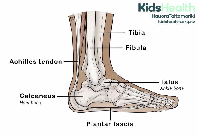 Illustration showing the anatomy of the foot and ankle, including the plantar fascia, heel bone, ankle bone, and lower leg bones.