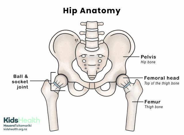 An illustration showing the anatomy of the hips, including the pelvis, femoral head, femur, and the ball and socket joints on both sides.