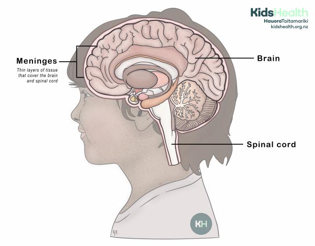 Illustration of a side view of a child’s head showing the brain, meninges, and spinal cord.