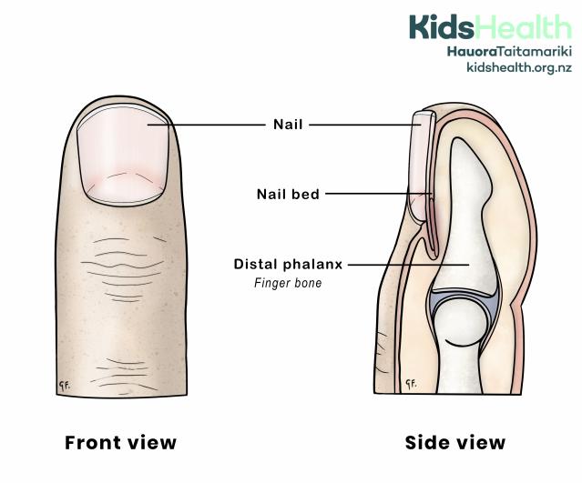 Illustration showing the anatomy of the fingertip, including the nail, nail bed, and finger bone.