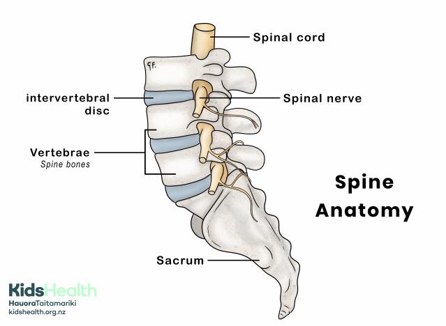 Illustration of the lower spine showing labelled parts including vertebrae, intervertebral discs, spinal cord, spinal nerves, and sacrum.