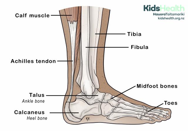 Illustration showing the bones and structures of the lower leg, ankle, and foot, including the tibia, fibula, Achilles tendon, and heel bone.