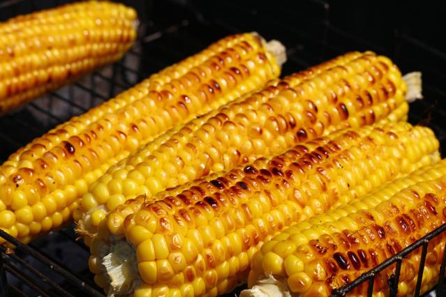 Several corn cobs cooking on a barbecue grill with golden kernels and charred brown spots.