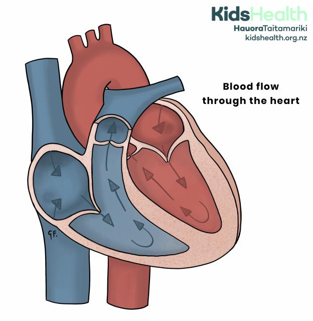 Cross-section of the heart showing the direction of blood flow through the heart using arrows.