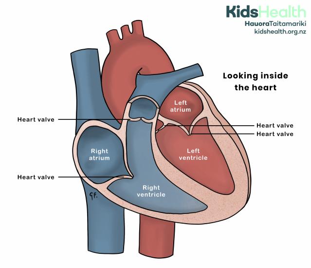 Cross-section of the heart showing the right atrium, right ventricle, left atrium, left ventricle and the heart valves.