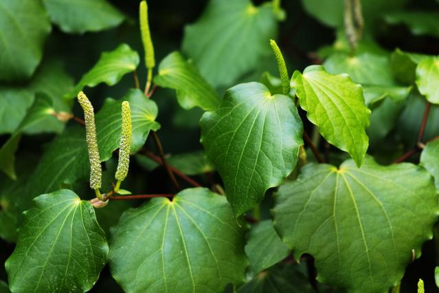 A close-up photograph of a kawakawa plant growing outdoors. The plant has glossy green, heart-shaped leaves with prominent pale veins and several upright green flower spikes. The leaves are densely clustered, creating a lush green background.
