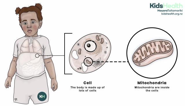 Child with a transparent view of internal organs. A magnified diagram shows that the body is made up of cells, and that mitochondria are tiny structures found inside cells. The mitochondrion is enlarged to show its folded inner membrane.