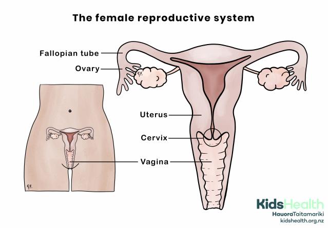 An illustration showing the female reproductive system, including the uterus, ovaries, fallopian tubes, cervix and vagina.
