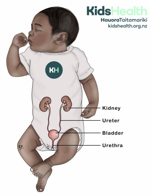 Illustration of a baby showing the kidneys, ureters, bladder and urethra.