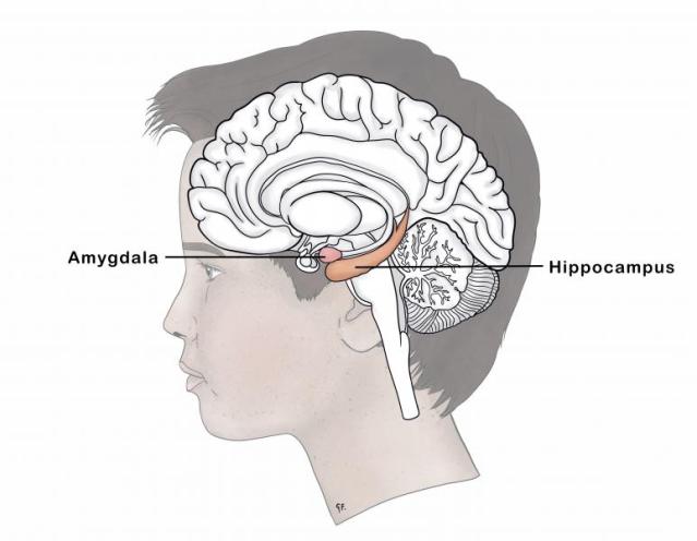 adolescent brain anatomy showing the amygdala and hippocampus