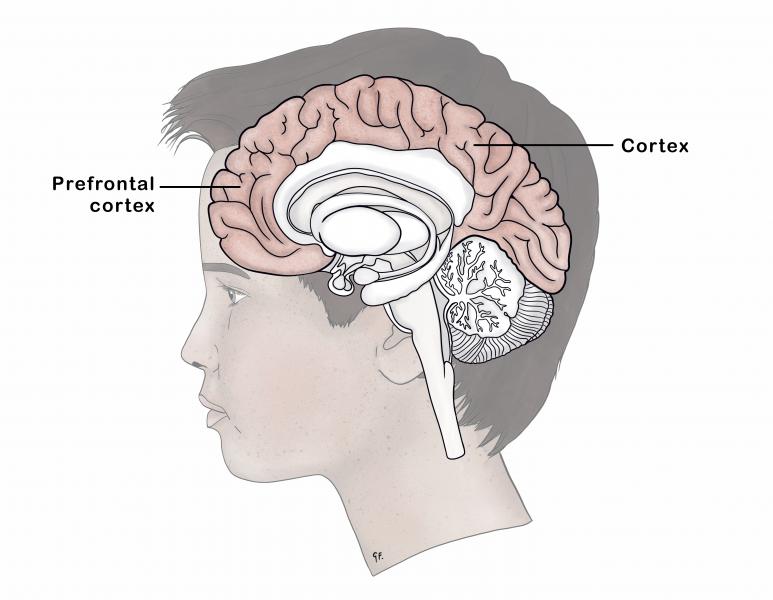 Adolescent Brain Development | KidsHealth NZ