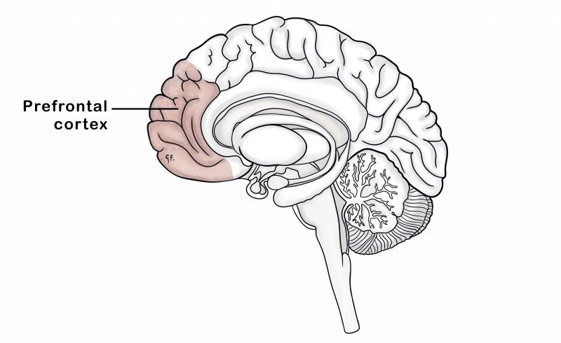 Adolescent Brain Development | KidsHealth NZ