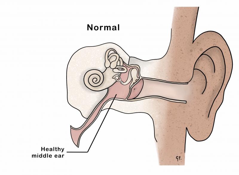 Illustration of the inside of a healthy normal ear 