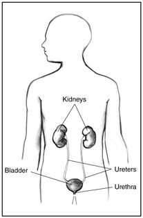 Diagram showing front view of the urinary tract