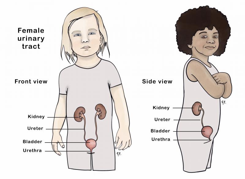 Diagram showing front view of the urinary tract