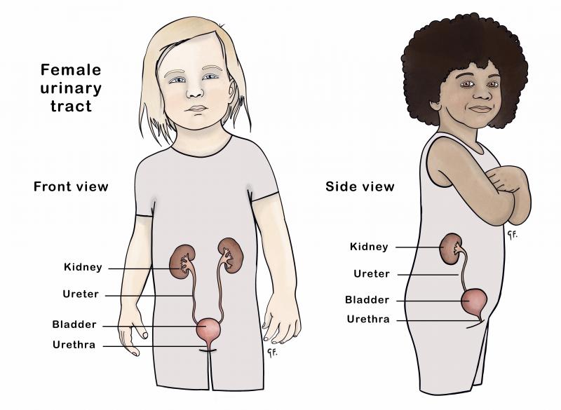 Diagram showing the front and side view of the female urinary tract