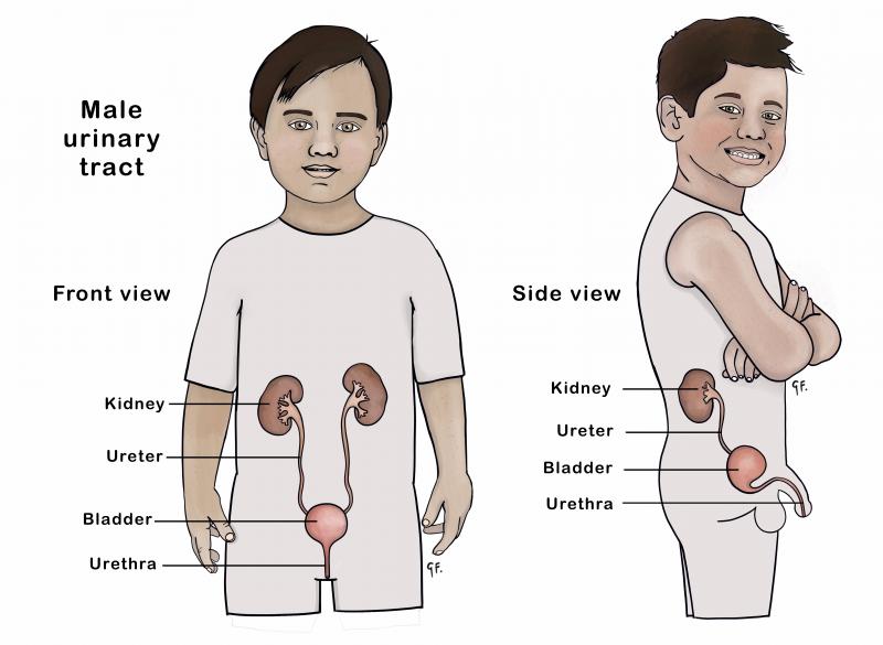 Diagram showing side view of the male urinary tract