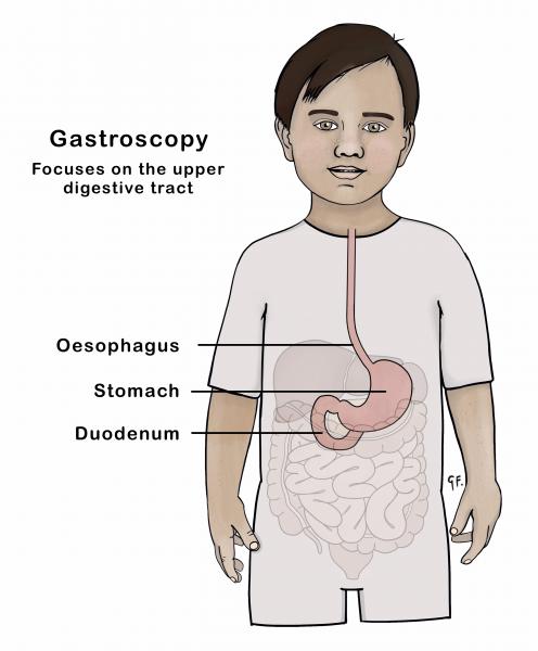 Illustration showing digestive anatomy 