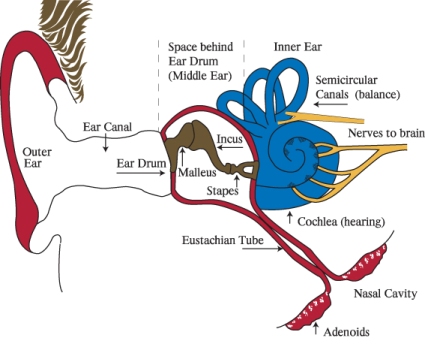 Diagram of the inside of the ear