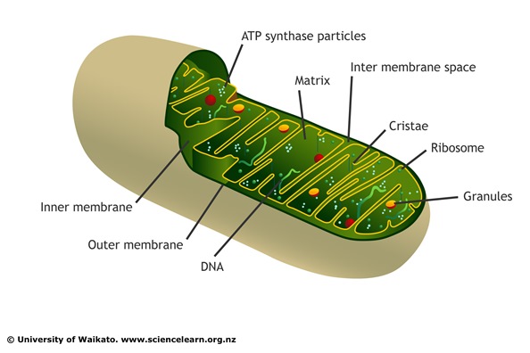 Graphic of mitochondria