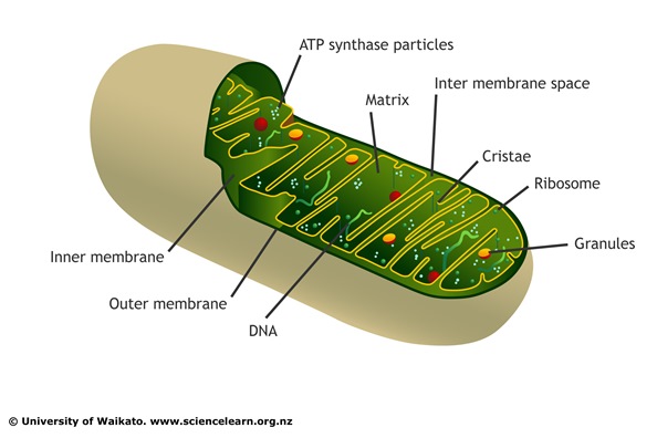 Mitochondrial Disease