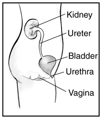 Diagram showing side view of the female urinary tract