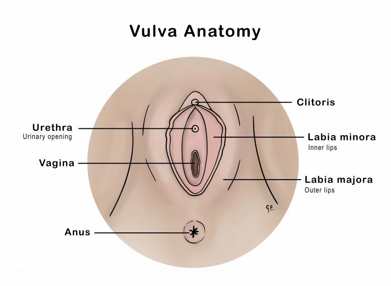 Medical illustration showing vulva and vagina anatomy 