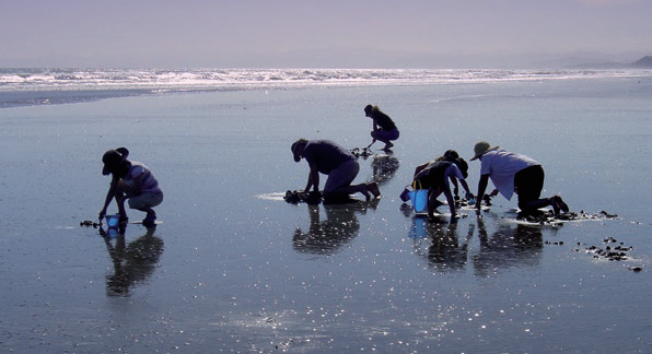 A group of people collecting shells